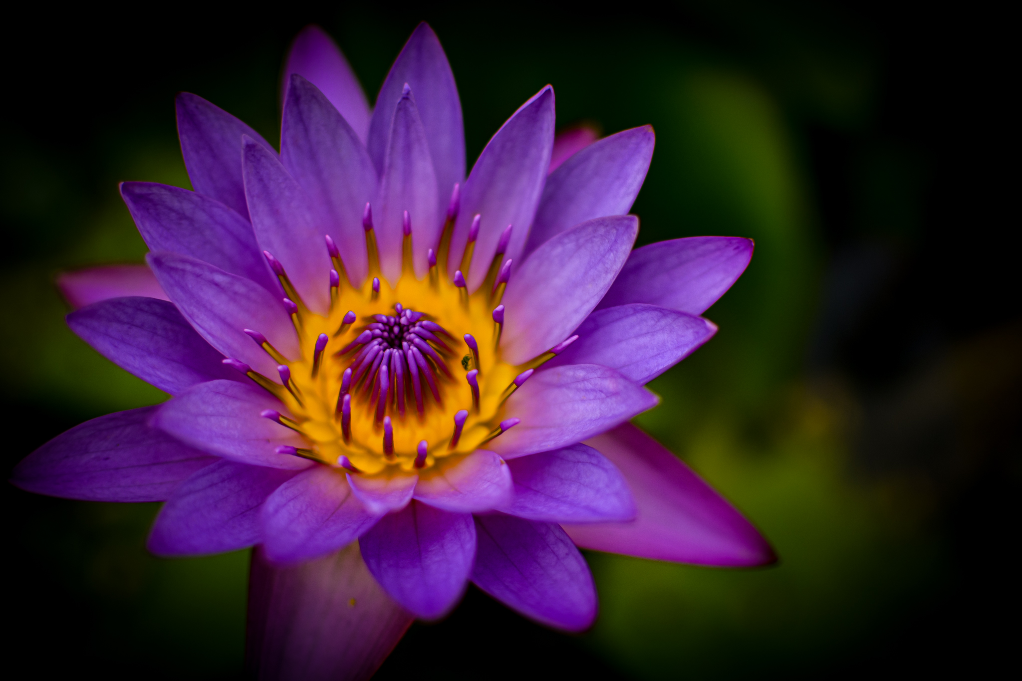 Close-up of a purple lotus bloom with soft detail and natural color.