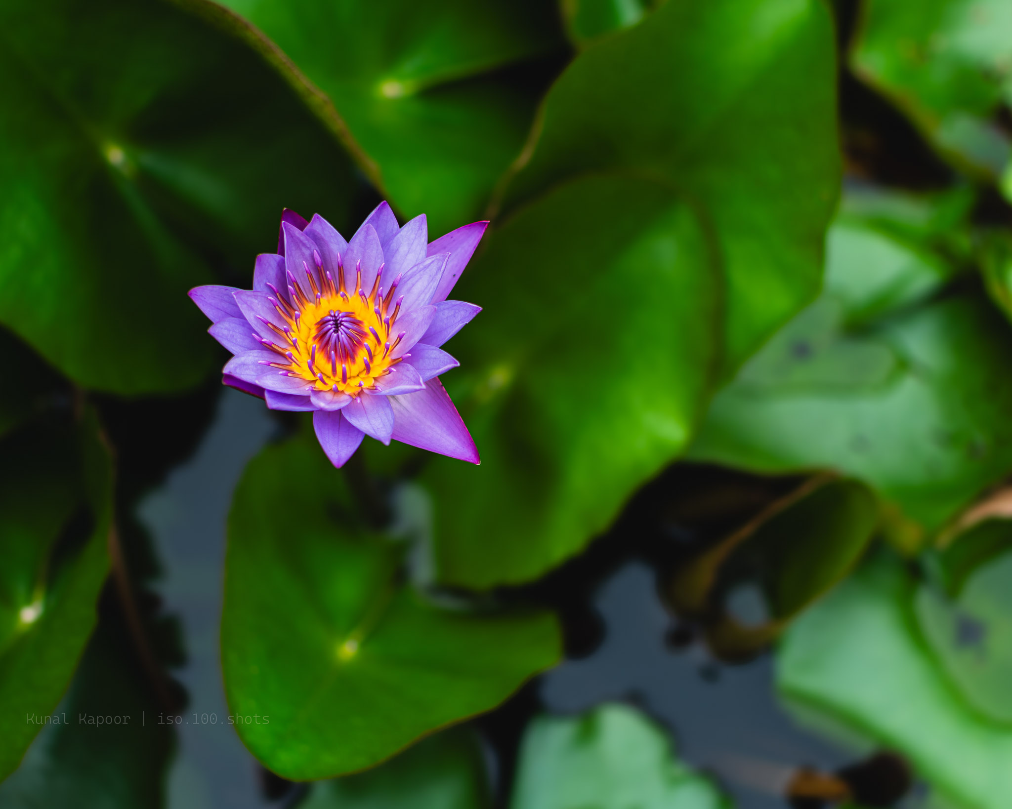 Macro-style close-up of a purple lotus flower showing petals and texture.