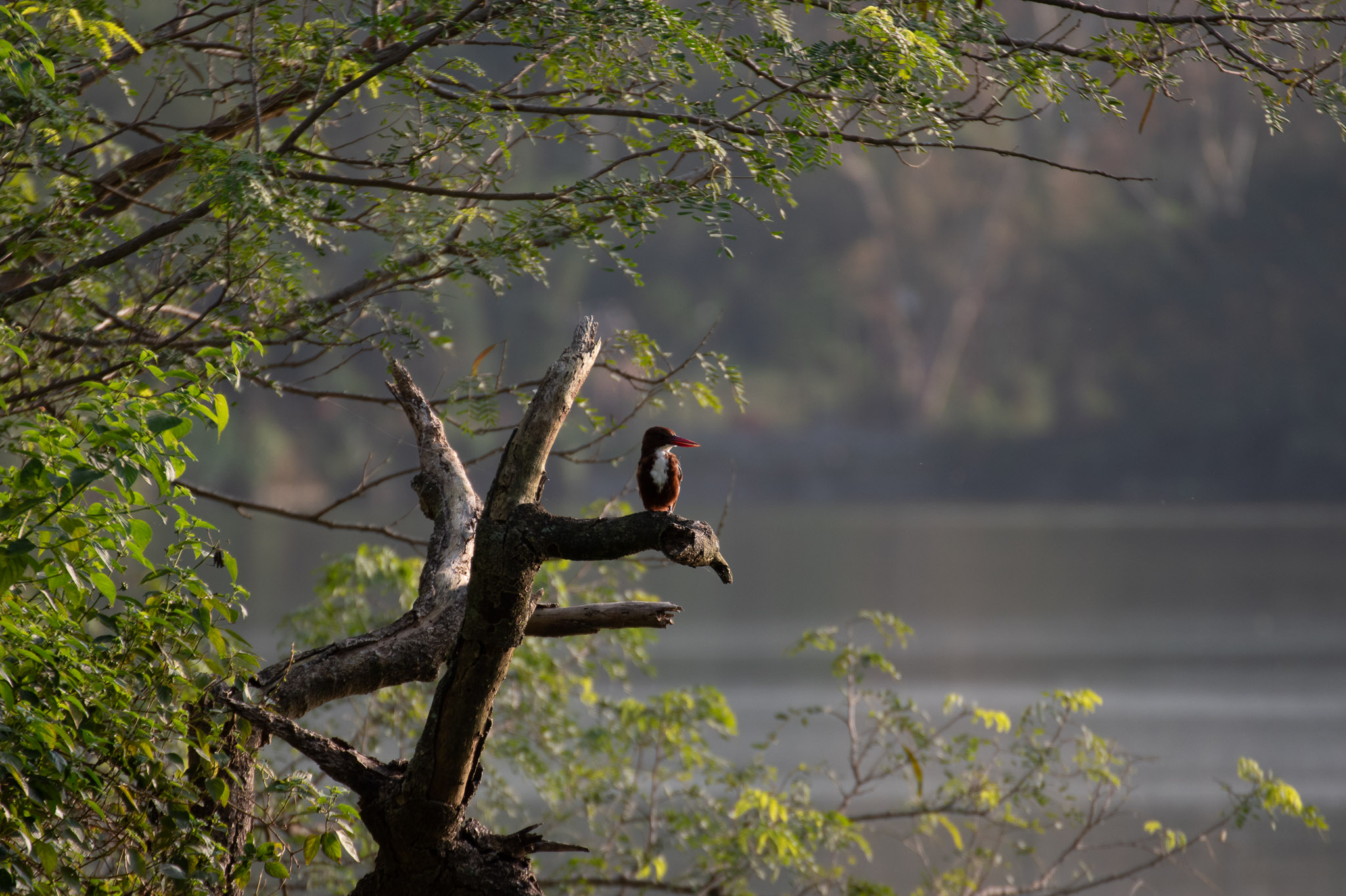White-throated kingfisher perched on a branch against a natural background.
